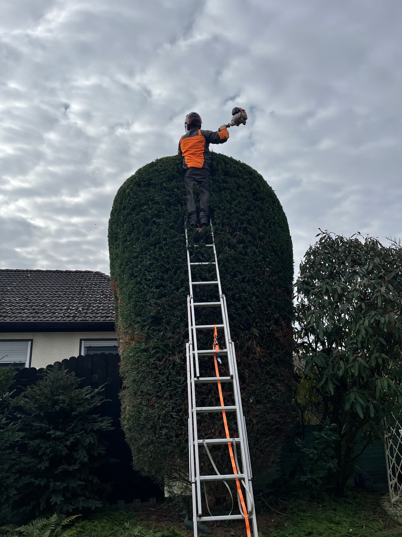 Baumkletterer schneidet eine hohe Formhecke von der Leiter