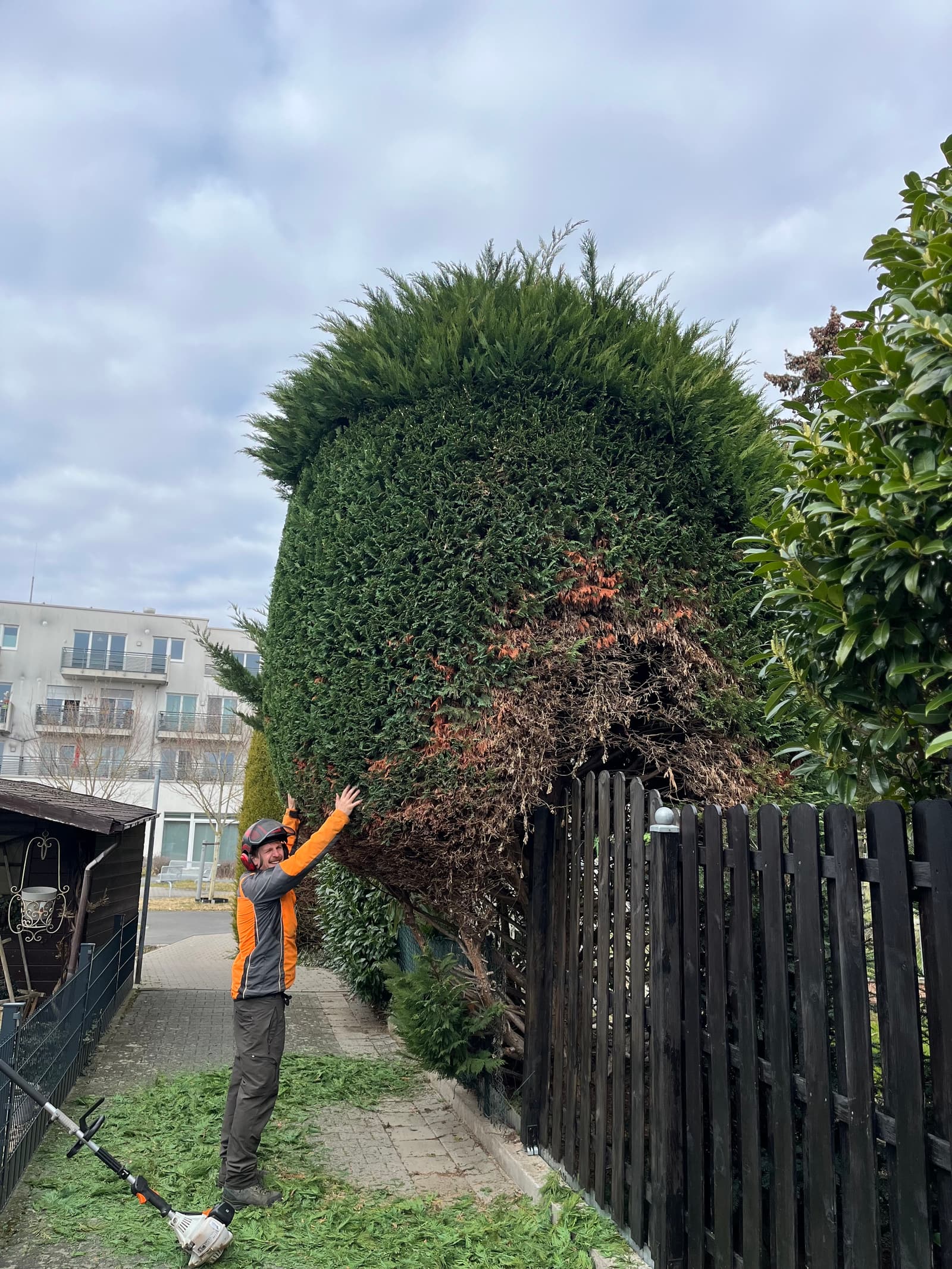 Formschnitt einer großen Hecke über dem Gartenzaun